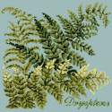 Elizabeth Bradley, Shade Garden, DRYOPTERIS - 16x16 pollici Elizabeth Bradley - 14