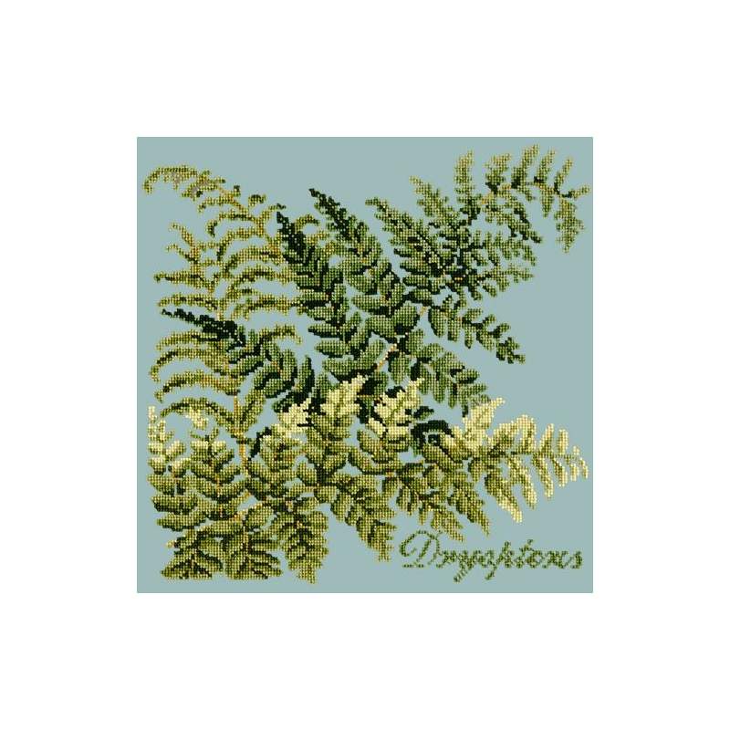 Elizabeth Bradley, Shade Garden, DRYOPTERIS - 16x16 pollici Elizabeth Bradley - 14