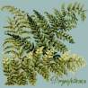 Elizabeth Bradley, Shade Garden, DRYOPTERIS - 16x16 pollici Elizabeth Bradley - 14