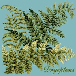 Elizabeth Bradley, Shade Garden, DRYOPTERIS - 16x16 pollici Elizabeth Bradley - 15