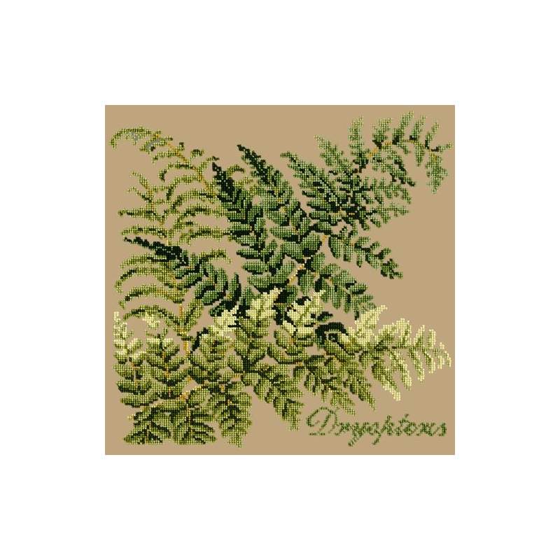 Elizabeth Bradley, Shade Garden, DRYOPTERIS - 16x16 pollici Elizabeth Bradley - 17