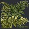 Elizabeth Bradley, Shade Garden, DRYOPTERIS - 16x16 pollici Elizabeth Bradley - 18