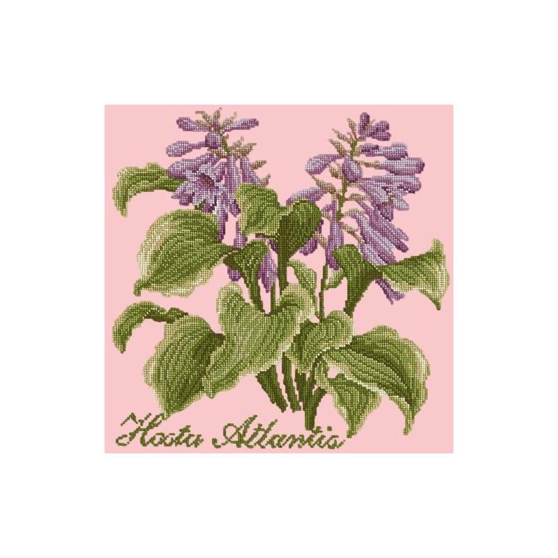 Elizabeth Bradley, Shade Garden, HOSTA ATLANTIS - 16x16 pollici Elizabeth Bradley - 2