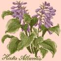 Elizabeth Bradley, Shade Garden, HOSTA ATLANTIS - 16x16 pollici Elizabeth Bradley - 3