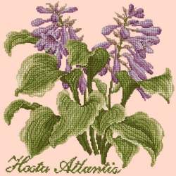 Elizabeth Bradley, Shade Garden, HOSTA ATLANTIS - 16x16 pollici Elizabeth Bradley - 3