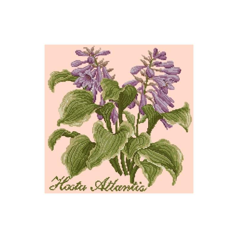 Elizabeth Bradley, Shade Garden, HOSTA ATLANTIS - 16x16 pollici Elizabeth Bradley - 3