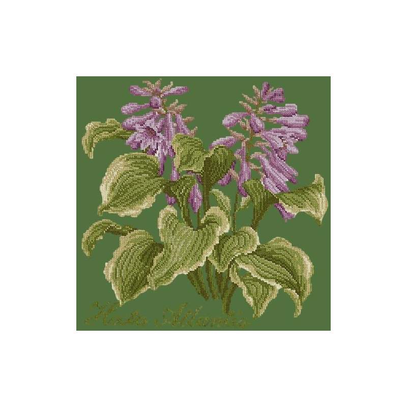 Elizabeth Bradley, Shade Garden, HOSTA ATLANTIS - 16x16 pollici Elizabeth Bradley - 6