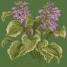 Elizabeth Bradley, Shade Garden, HOSTA ATLANTIS - 16x16 pollici Elizabeth Bradley - 6