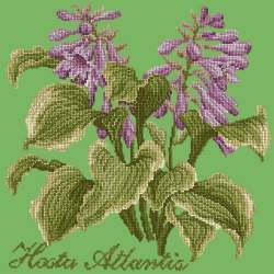 Elizabeth Bradley, Shade Garden, HOSTA ATLANTIS - 16x16 pollici Elizabeth Bradley - 7