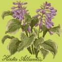 Elizabeth Bradley, Shade Garden, HOSTA ATLANTIS - 16x16 pollici Elizabeth Bradley - 8