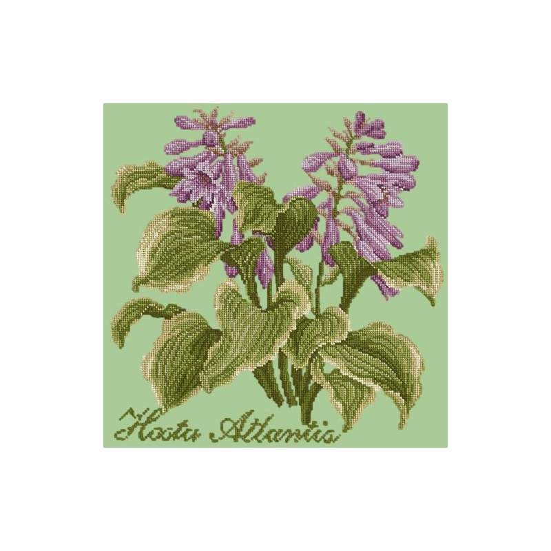Elizabeth Bradley, Shade Garden, HOSTA ATLANTIS - 16x16 pollici Elizabeth Bradley - 9