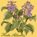 Elizabeth Bradley, Shade Garden, HOSTA ATLANTIS - 16x16 pollici Elizabeth Bradley - 11