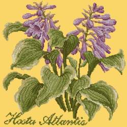 Elizabeth Bradley, Shade Garden, HOSTA ATLANTIS - 16x16 pollici Elizabeth Bradley - 11