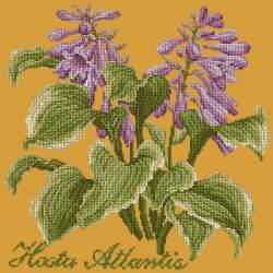 Elizabeth Bradley, Shade Garden, HOSTA ATLANTIS - 16x16 pollici Elizabeth Bradley - 13