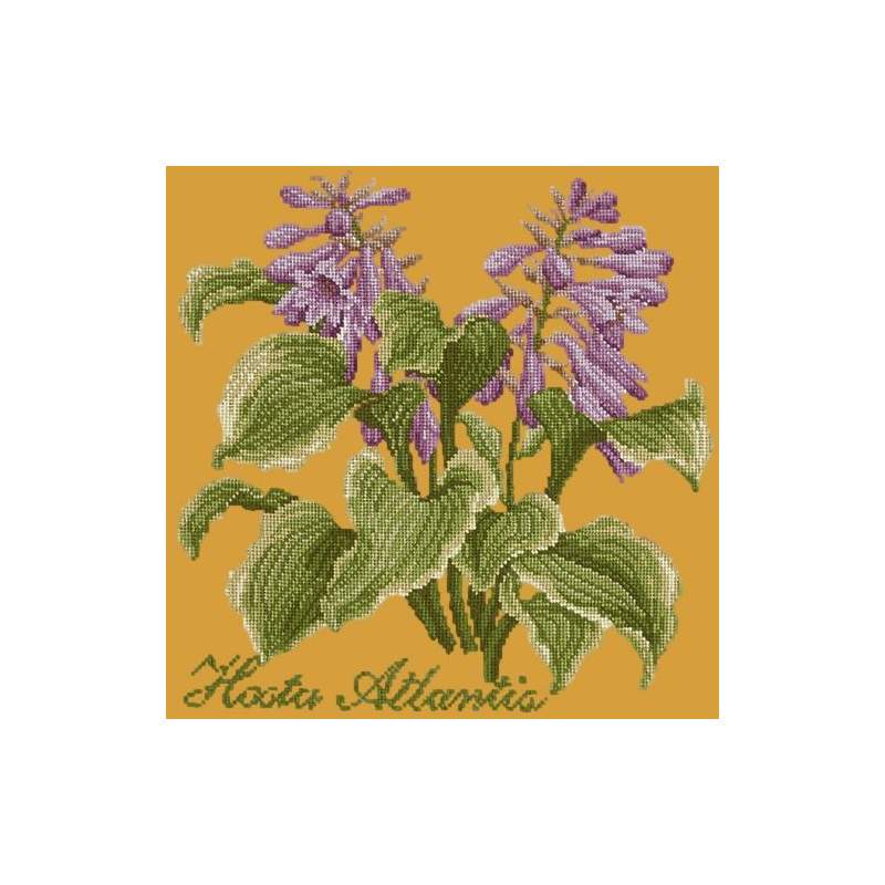 Elizabeth Bradley, Shade Garden, HOSTA ATLANTIS - 16x16 pollici Elizabeth Bradley - 13