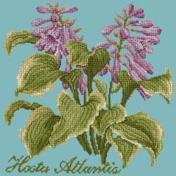 Elizabeth Bradley, Shade Garden, HOSTA ATLANTIS - 16x16 pollici Elizabeth Bradley - 15