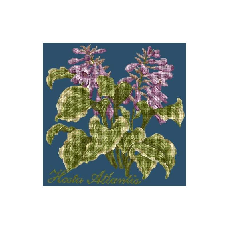 Elizabeth Bradley, Shade Garden, HOSTA ATLANTIS - 16x16 pollici Elizabeth Bradley - 16