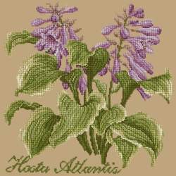 Elizabeth Bradley, Shade Garden, HOSTA ATLANTIS - 16x16 pollici Elizabeth Bradley - 17