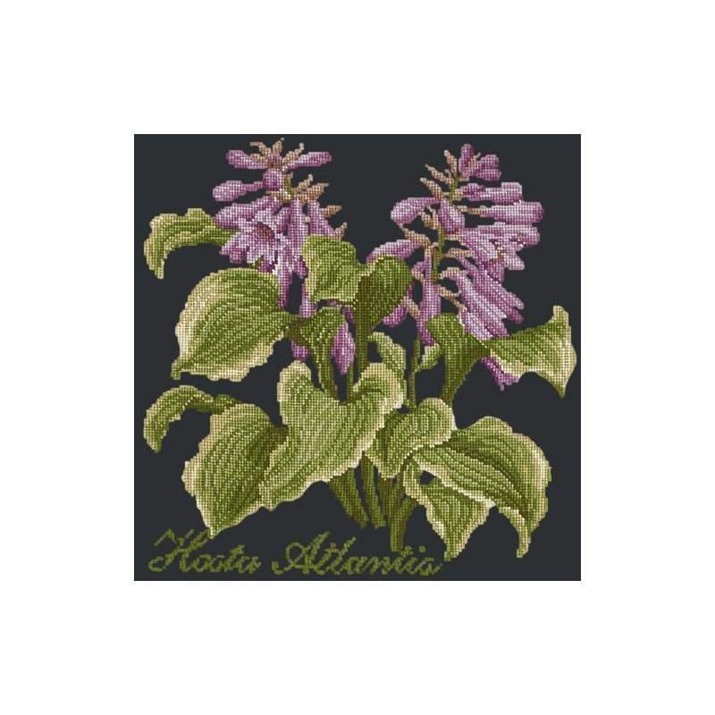 Elizabeth Bradley, Shade Garden, HOSTA ATLANTIS - 16x16 pollici Elizabeth Bradley - 18