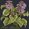 Elizabeth Bradley, Shade Garden, HOSTA ATLANTIS - 16x16 pollici Elizabeth Bradley - 18