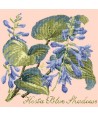 Elizabeth Bradley, Shade Garden, HOSTA BLU SHADOWS - 16x16 pollici Elizabeth Bradley - 3