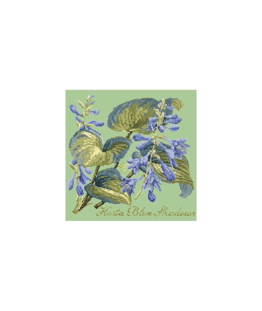 Elizabeth Bradley, Shade Garden, HOSTA BLU SHADOWS - 16x16 pollici Elizabeth Bradley - 9