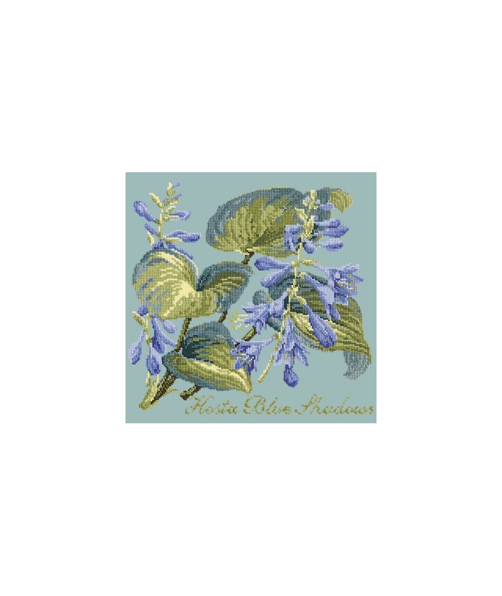 Elizabeth Bradley, Shade Garden, HOSTA BLU SHADOWS - 16x16 pollici Elizabeth Bradley - 14