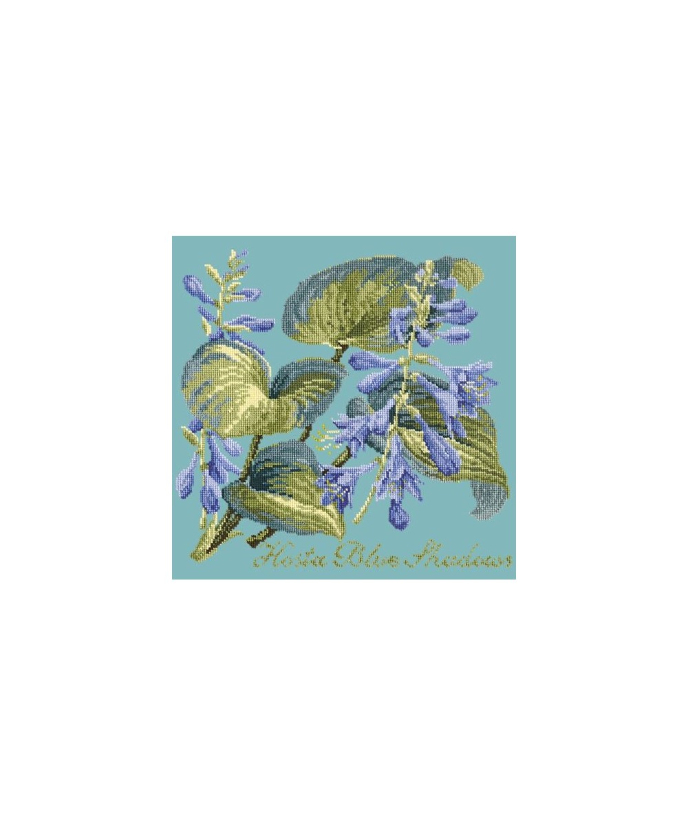 Elizabeth Bradley, Shade Garden, HOSTA BLU SHADOWS - 16x16 pollici Elizabeth Bradley - 15