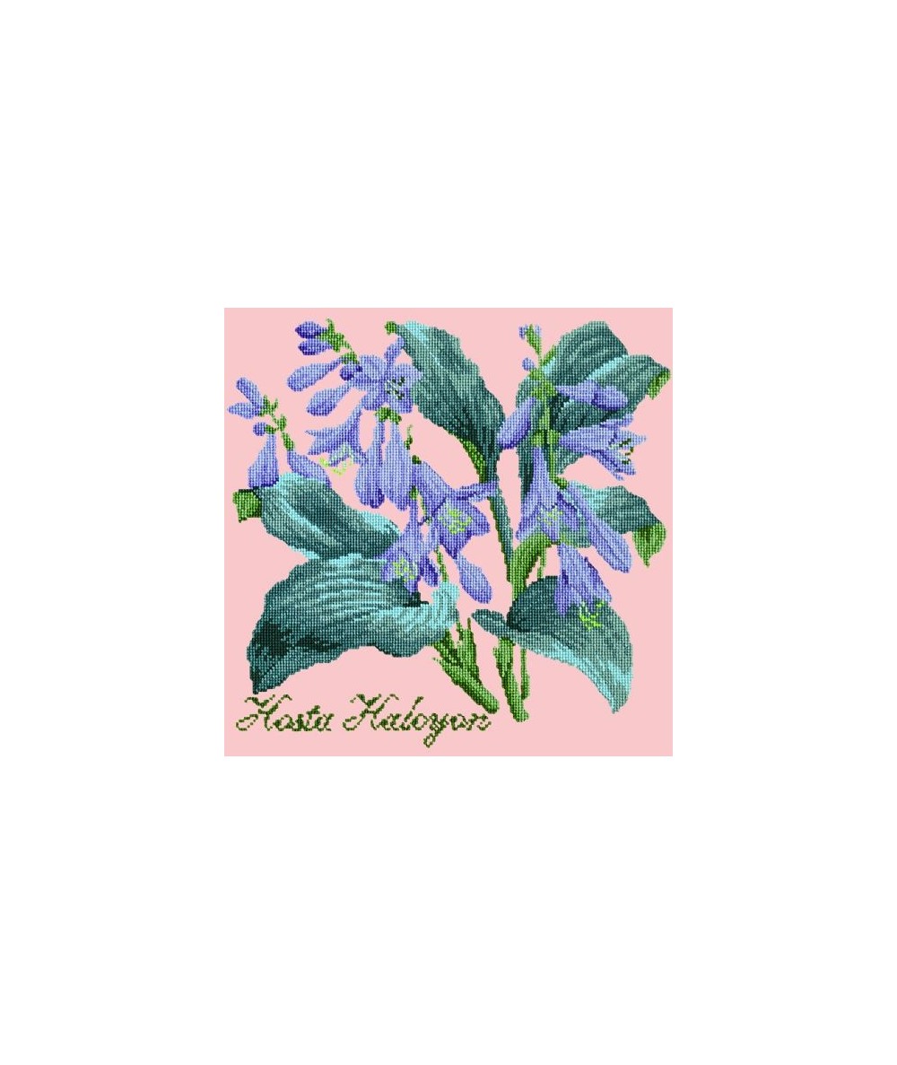 Elizabeth Bradley, Shade Garden, HOSTA HALCYON - 16x16 pollici Elizabeth Bradley - 2