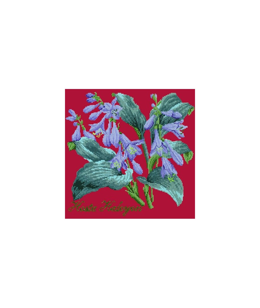 Elizabeth Bradley, Shade Garden, HOSTA HALCYON - 16x16 pollici Elizabeth Bradley - 4
