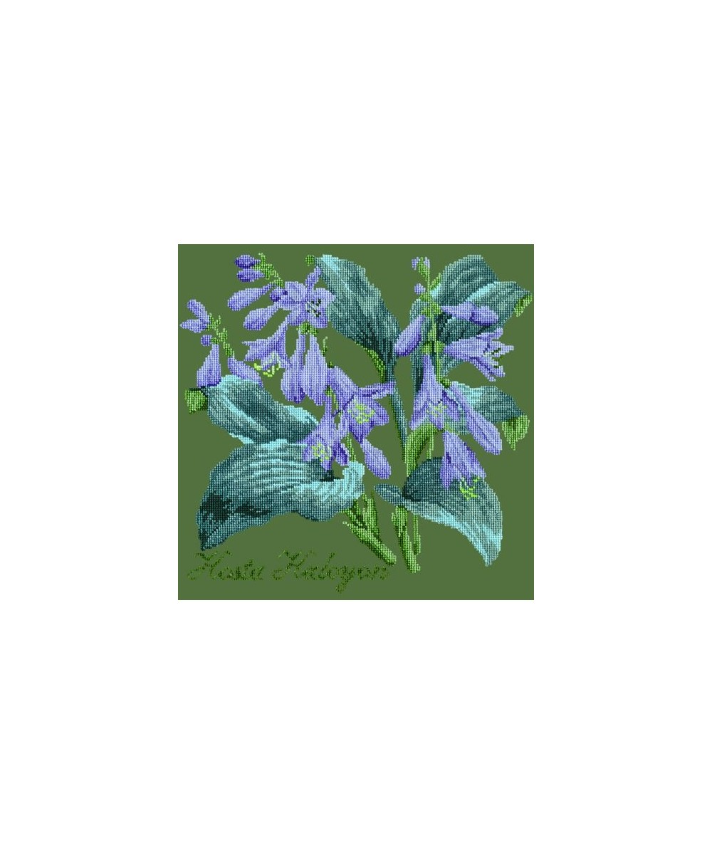 Elizabeth Bradley, Shade Garden, HOSTA HALCYON - 16x16 pollici Elizabeth Bradley - 6