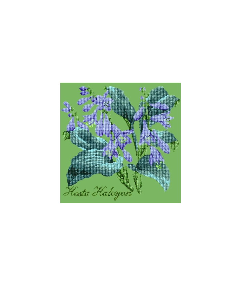 Elizabeth Bradley, Shade Garden, HOSTA HALCYON - 16x16 pollici Elizabeth Bradley - 7