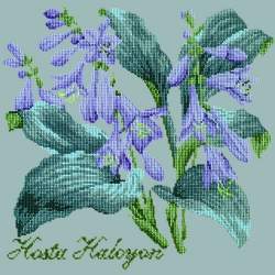 Elizabeth Bradley, Shade Garden, HOSTA HALCYON - 16x16 pollici Elizabeth Bradley - 14