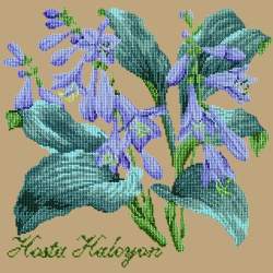 Elizabeth Bradley, Shade Garden, HOSTA HALCYON - 16x16 pollici Elizabeth Bradley - 17