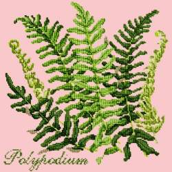 Elizabeth Bradley, Shade Garden, POLYPODIUM - 16x16 pollici Elizabeth Bradley - 2