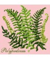 Elizabeth Bradley, Shade Garden, POLYPODIUM - 16x16 pollici Elizabeth Bradley - 2