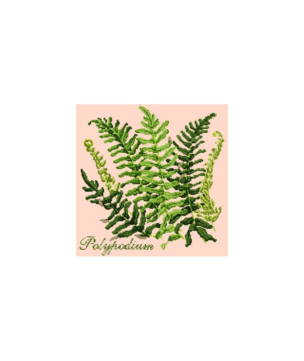 Elizabeth Bradley, Shade Garden, POLYPODIUM - 16x16 pollici Elizabeth Bradley - 3