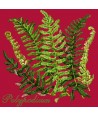 Elizabeth Bradley, Shade Garden, POLYPODIUM - 16x16 pollici Elizabeth Bradley - 4