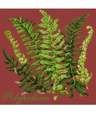 Elizabeth Bradley, Shade Garden, POLYPODIUM - 16x16 pollici Elizabeth Bradley - 5