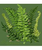 Elizabeth Bradley, Shade Garden, POLYPODIUM - 16x16 pollici Elizabeth Bradley - 6