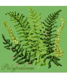 Elizabeth Bradley, Shade Garden, POLYPODIUM - 16x16 pollici Elizabeth Bradley - 7