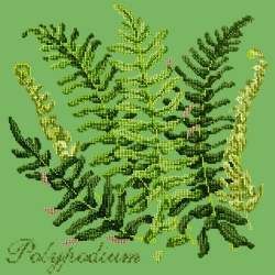 Elizabeth Bradley, Shade Garden, POLYPODIUM - 16x16 pollici Elizabeth Bradley - 7