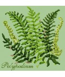 Elizabeth Bradley, Shade Garden, POLYPODIUM - 16x16 pollici Elizabeth Bradley - 9