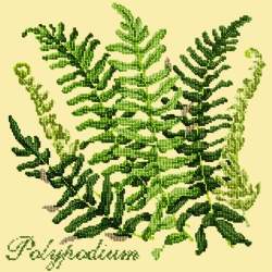 Elizabeth Bradley, Shade Garden, POLYPODIUM - 16x16 pollici Elizabeth Bradley - 10