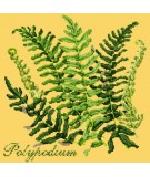 Elizabeth Bradley, Shade Garden, POLYPODIUM - 16x16 pollici Elizabeth Bradley - 11