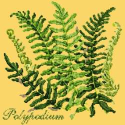 Elizabeth Bradley, Shade Garden, POLYPODIUM - 16x16 pollici Elizabeth Bradley - 11