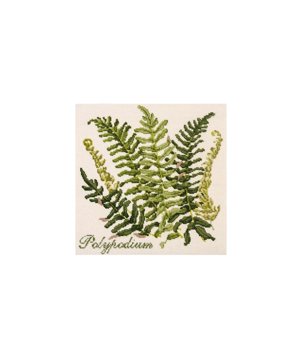 Elizabeth Bradley, Shade Garden, POLYPODIUM - 16x16 pollici Elizabeth Bradley - 12