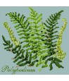 Elizabeth Bradley, Shade Garden, POLYPODIUM - 16x16 pollici Elizabeth Bradley - 14