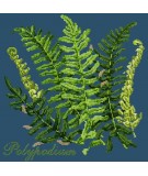 Elizabeth Bradley, Shade Garden, POLYPODIUM - 16x16 pollici Elizabeth Bradley - 16