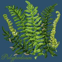 Elizabeth Bradley, Shade Garden, POLYPODIUM - 16x16 pollici Elizabeth Bradley - 16